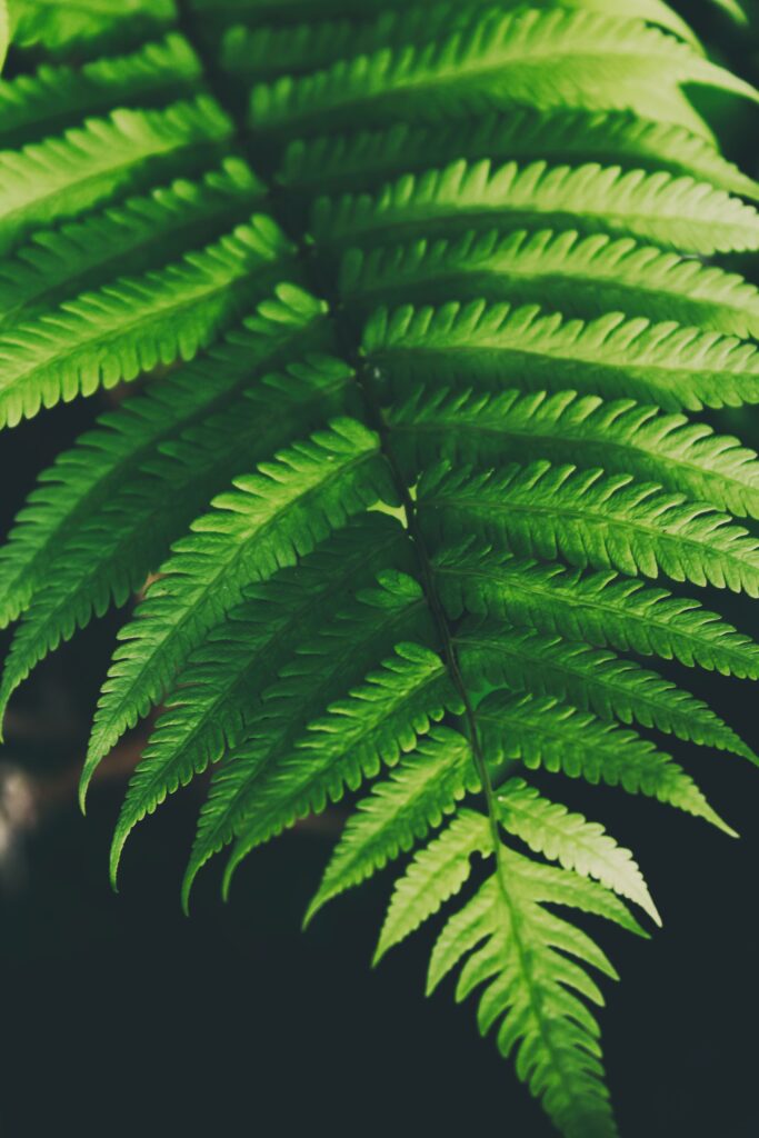 Vibrant green fern leaf wallpaper with detailed fronds and intricate botanical patterns background
