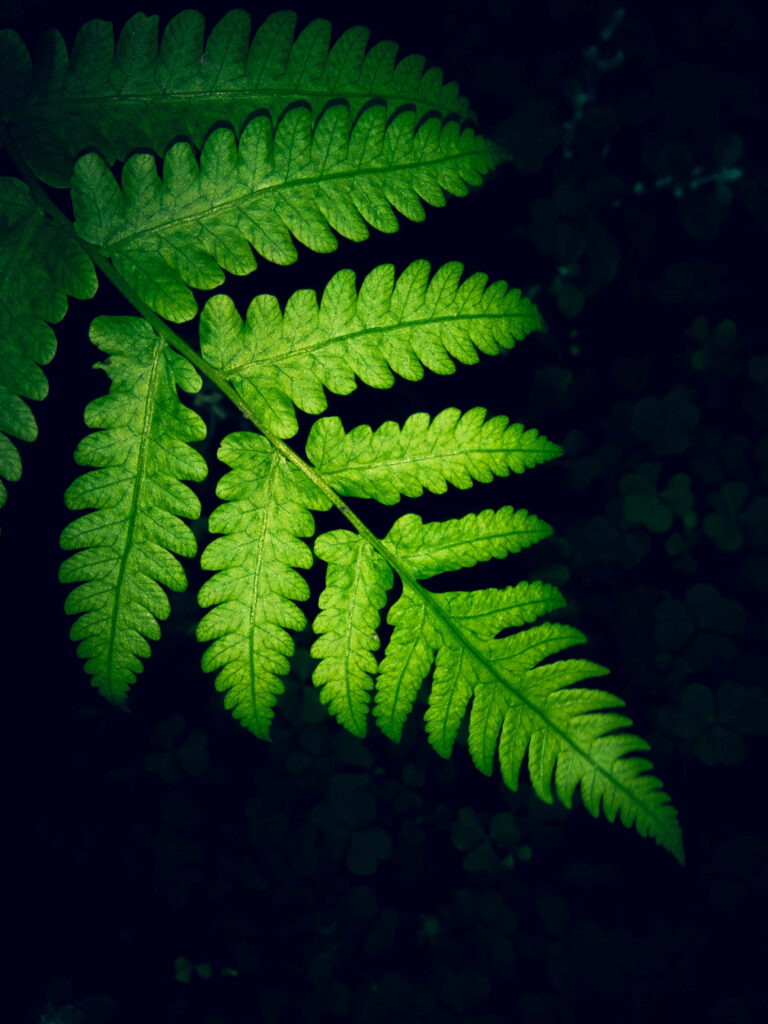 Close-Up Green Fern Leaf Wallpaper - Textured Beauty on Dark Background