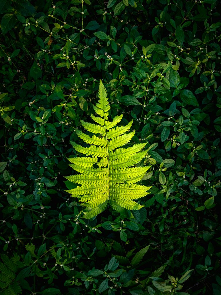 Vibrant green fern leaf with intricate patterns against lush deep green leafy plants background Wallpaper