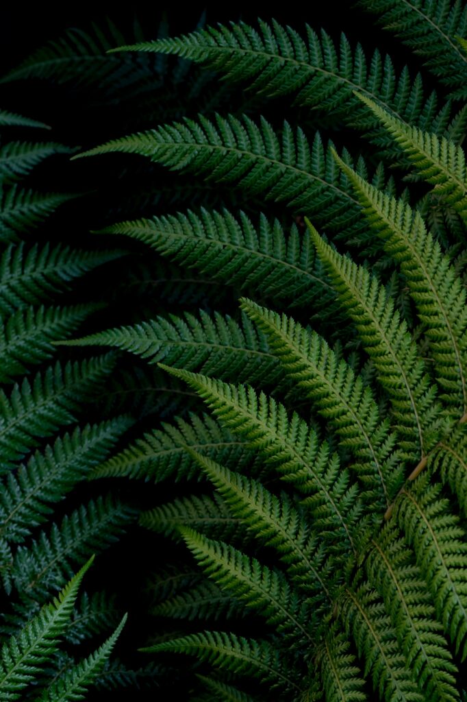 Vibrant Green Fern Leaves Close-Up: Intricate Nature Wallpaper