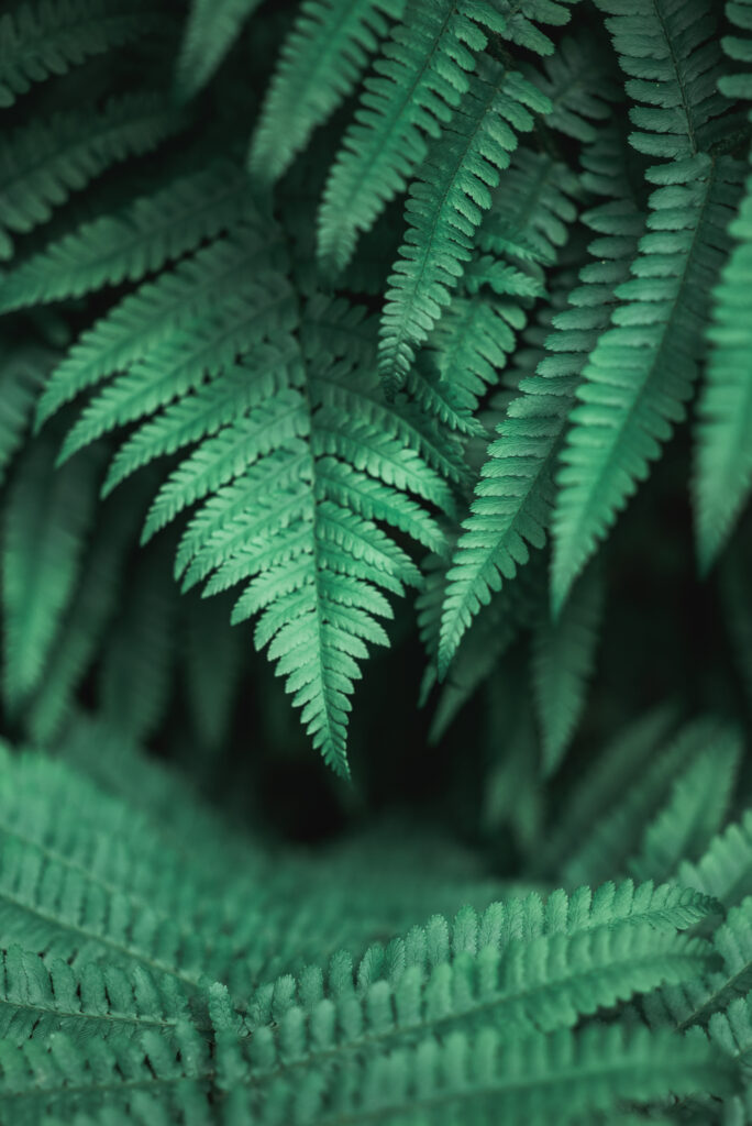 Intricate Green Fern Leaves Close-Up - Nature-Inspired Wallpaper