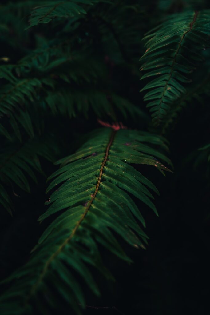 Vibrant Green Fern Leaves Macro: Intricate Texture Wallpaper Background