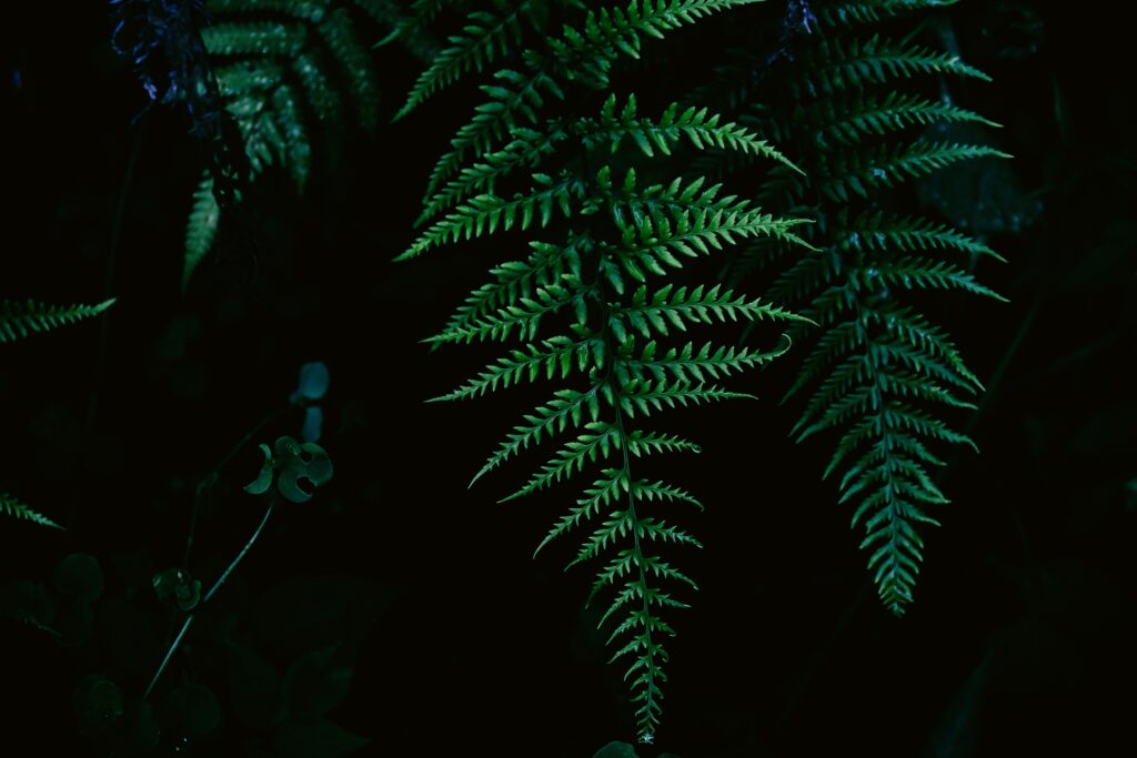 Vibrant Green Fern Leaves Macro Shot - Dark Wallpaper Background