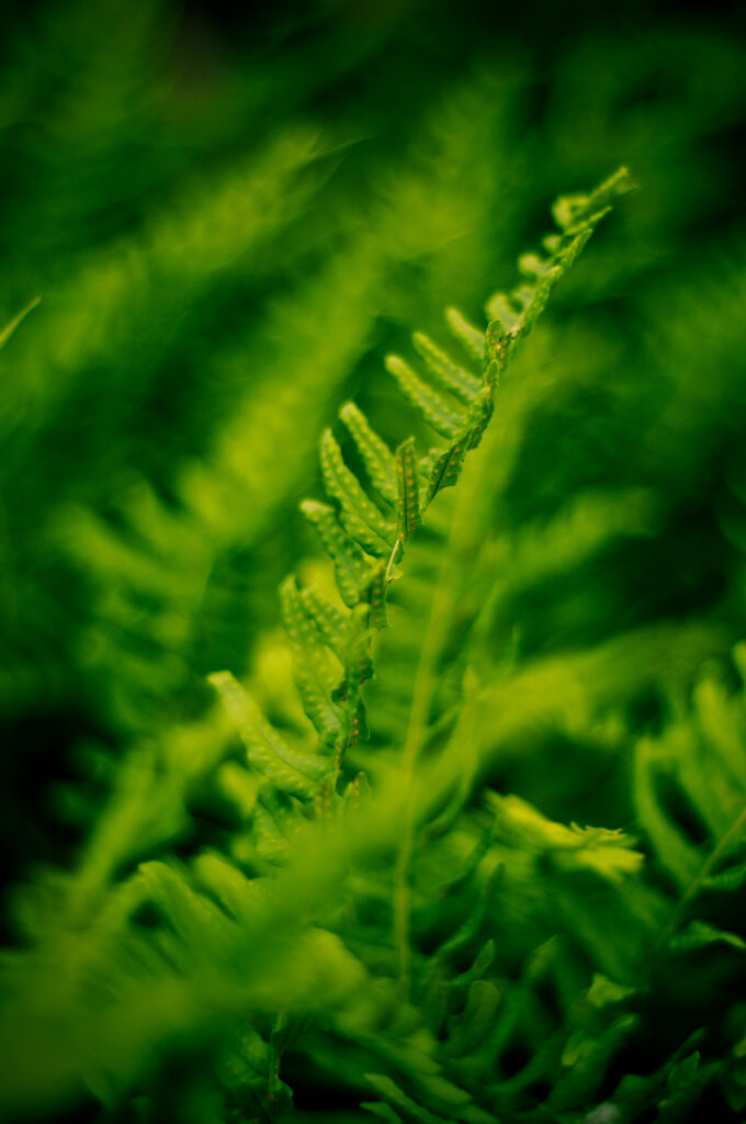 Close-Up Macro of Vibrant Green Fern Leaves - Natural Wallpaper