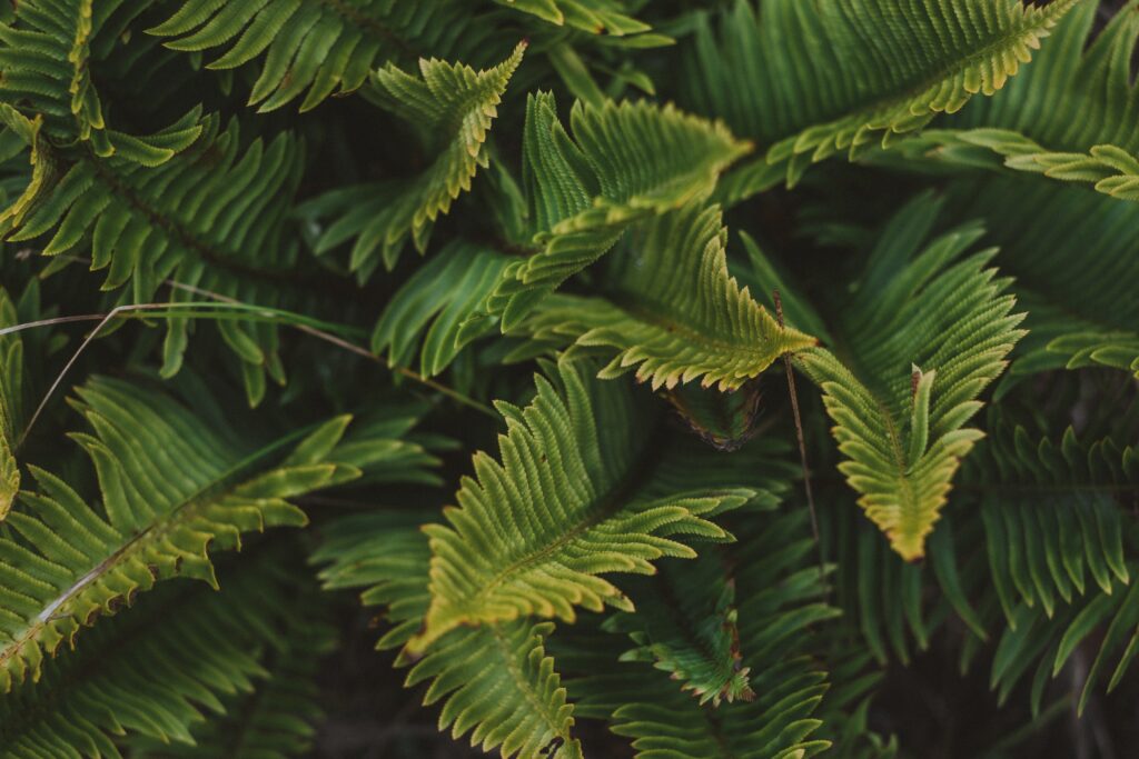 Vibrant Green Fern Leaves: Detailed Macro Texture Wallpaper Background