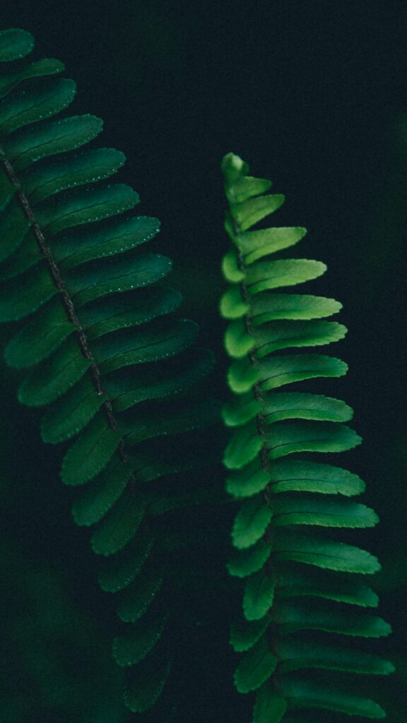 Vibrant Green Fern Leaves Macro: Textured Symmetry Wallpaper