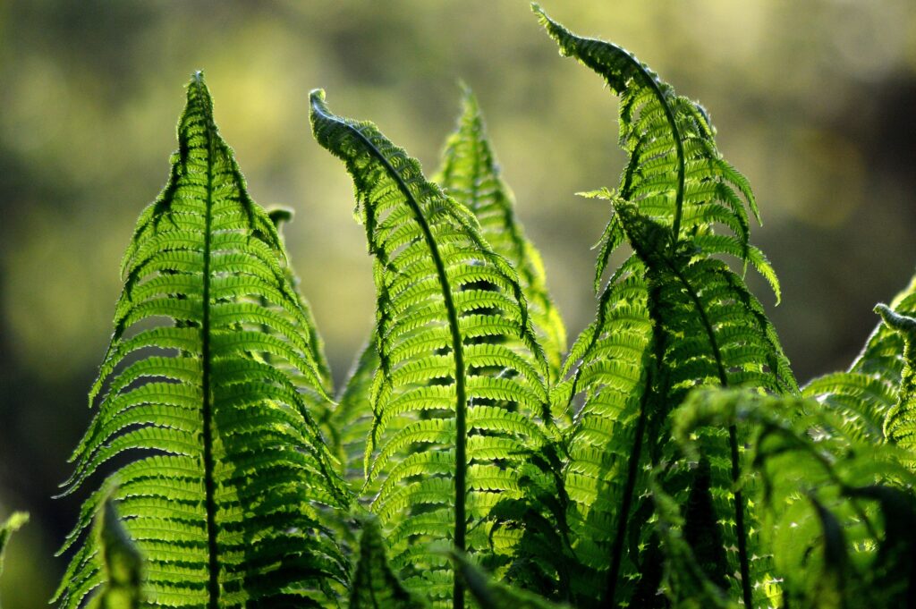 Vibrant green fern leaves with delicate textures on a softly blurred natural light background Wallpaper