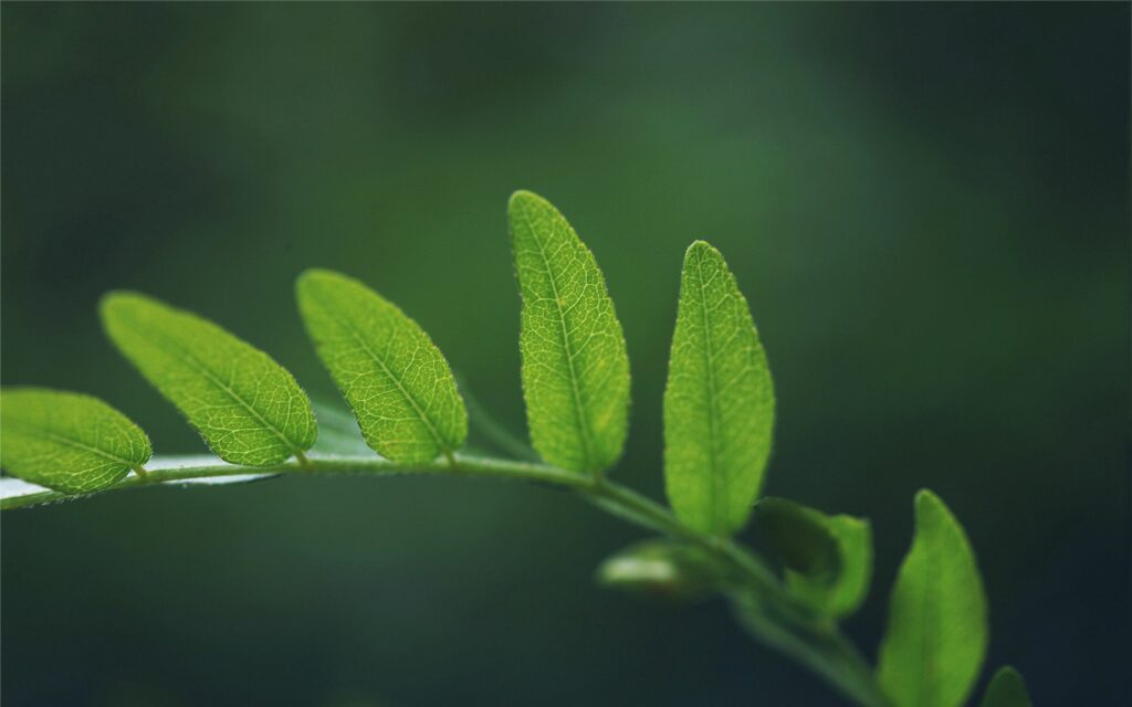 Vibrant Green Fern Leaves Close-Up Wallpaper Background