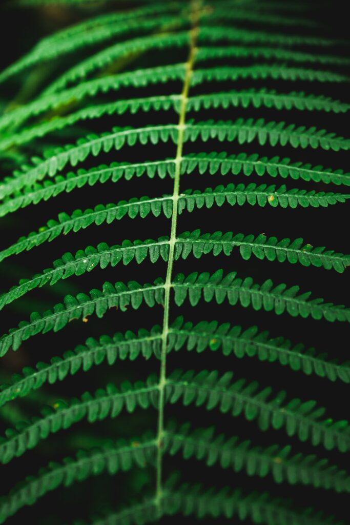 Intricate Green Fern Macro: Textured Wallpaper Background Image