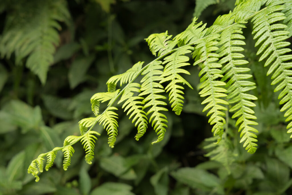 Vibrant Green Fern Wallpaper: Intricate Macro Patterns Background