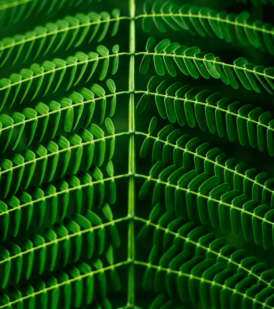 Vibrant Green Fern Wallpaper Background: Nature's Intricate Beauty
