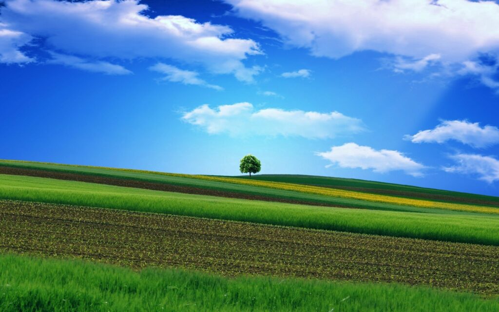 Vibrant wallpaper of lush green field colorful crops clear blue sky single tree fluffy clouds