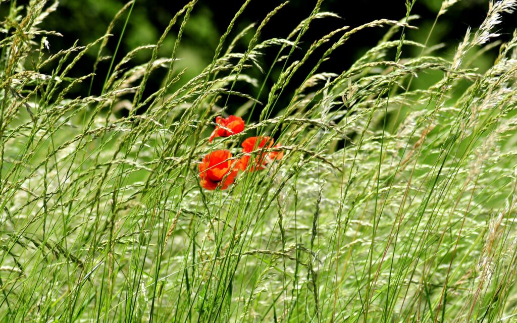 Vibrant Green Landscape with Red Poppies in Gentle Breeze Wallpaper