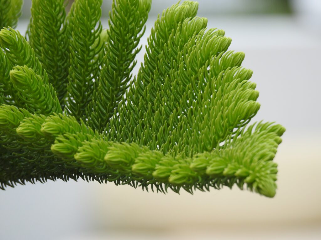 Close-up of vibrant green fir needles on branch with detailed textures and blurred background Wallpaper