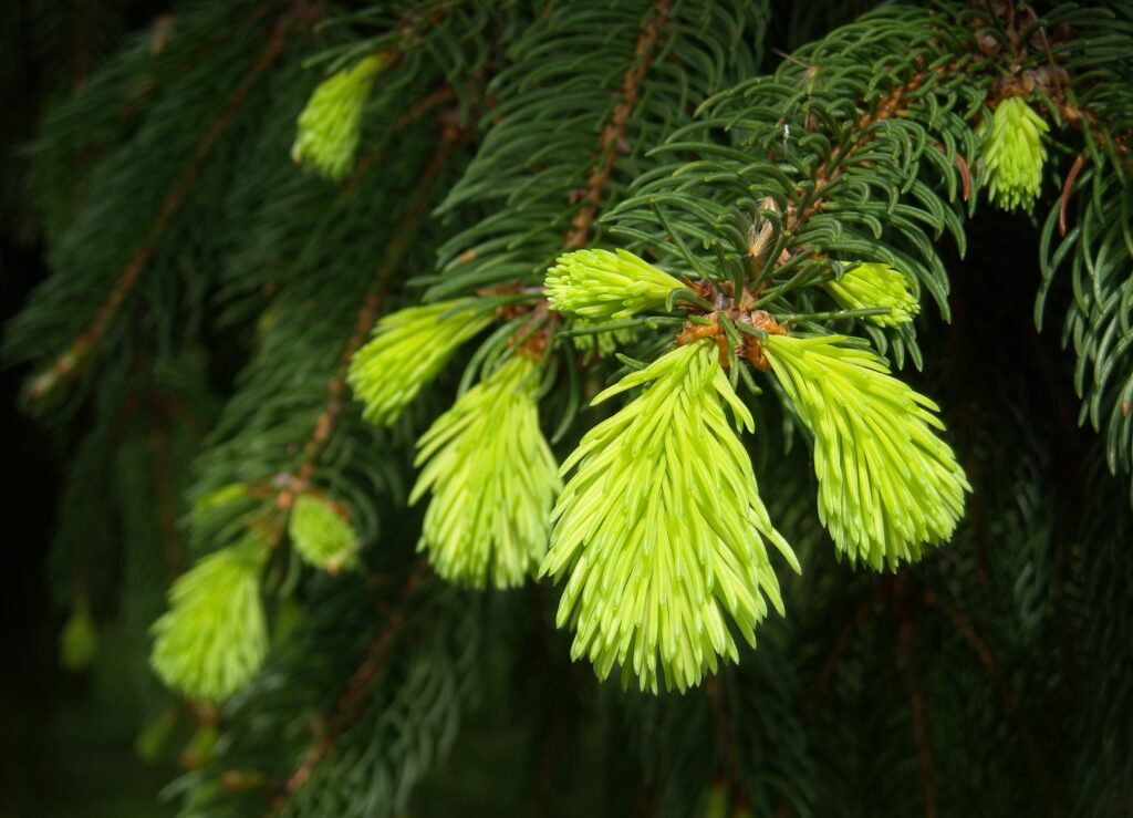 Vibrant Green Fir Tree Branches Macro Shot - Nature Wallpaper