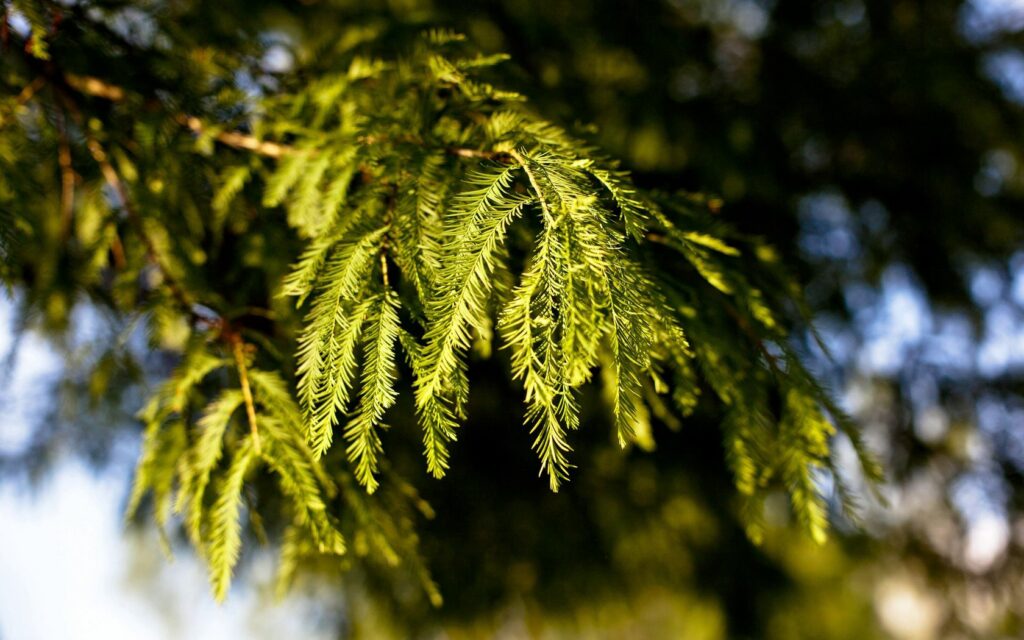 Vibrant green fir tree branches with sunlight highlighting fresh needle leaves on soft background Wallpaper