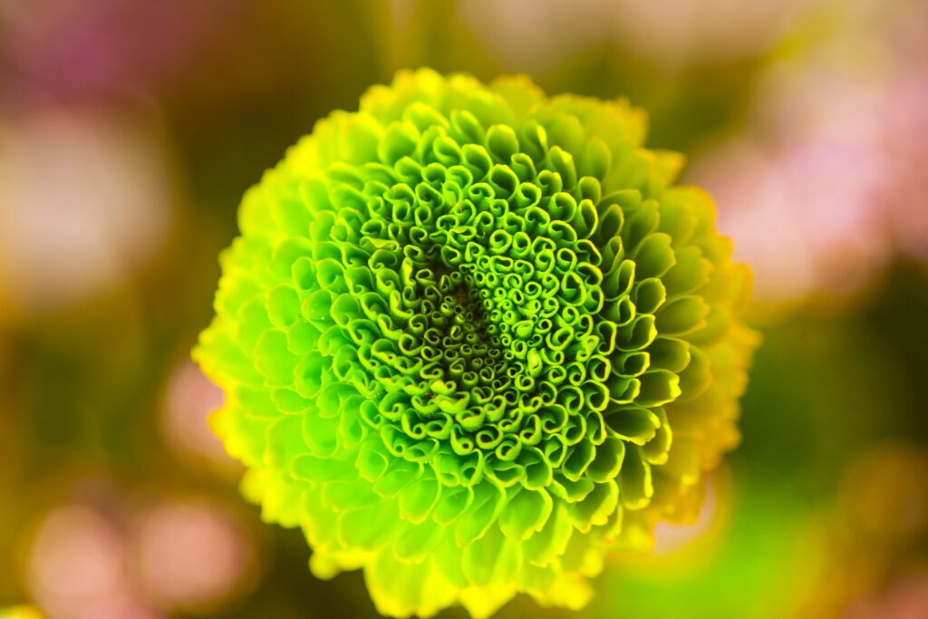 Vibrant Green Flower Bud Close-Up: Intricate Petal Patterns Wallpaper
