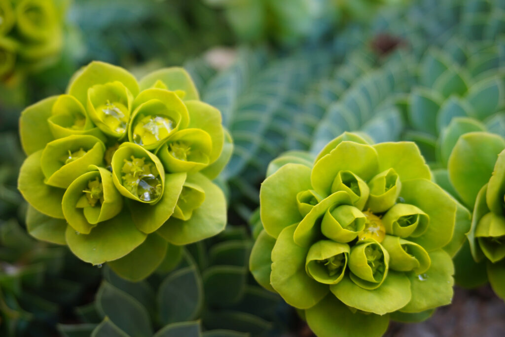 Vibrant Green Flowers with Dew Drops in Lush Landscape Background Wallpaper