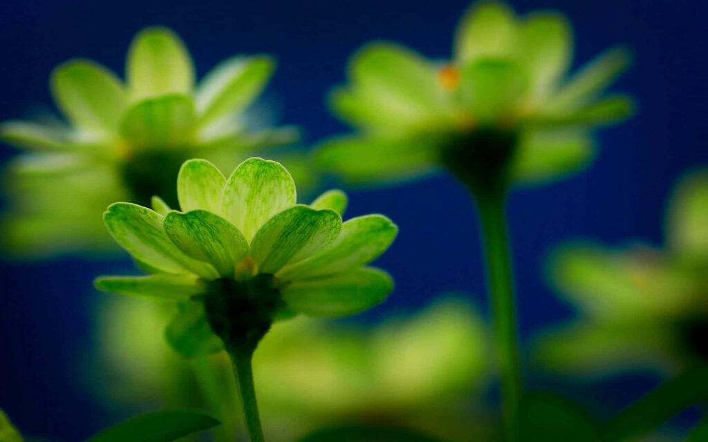 Vibrant Green Flowers on Deep Blue Background - Striking Wallpaper