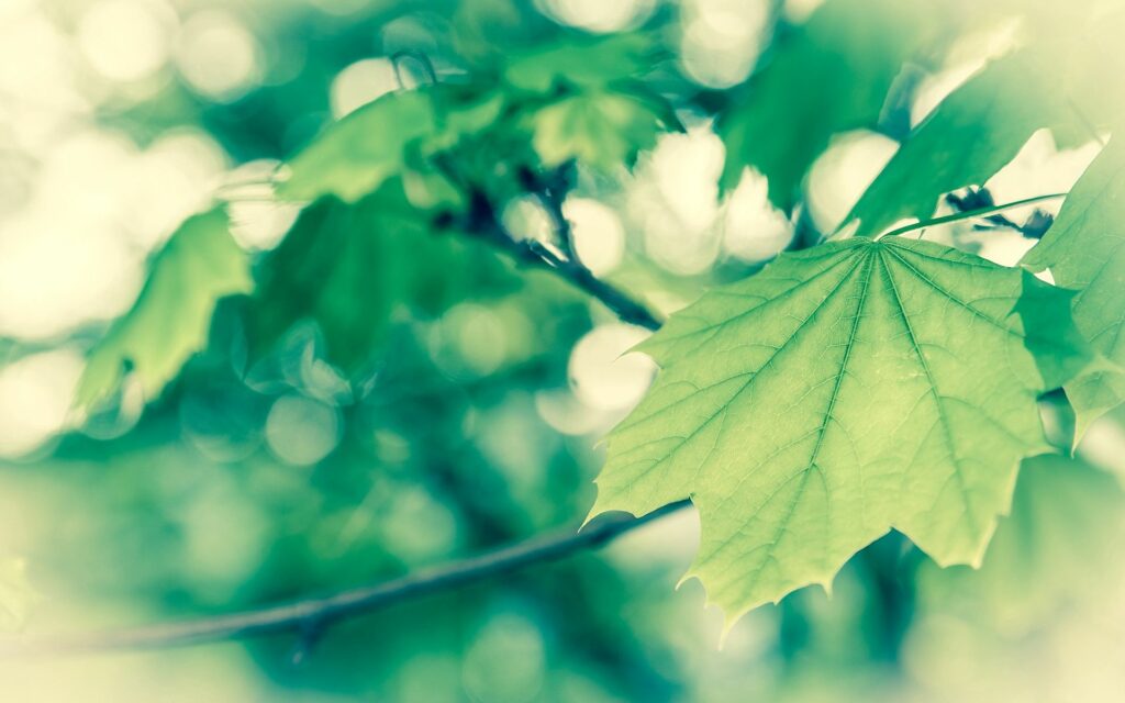 Vibrant Green Foliage Close-Up - Soft Spring Wallpaper Background