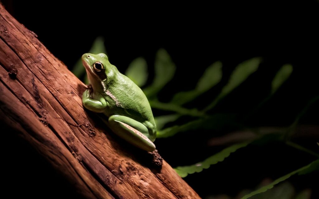 Vibrant Green Frog on Tree Branch - 1680x1050 Nature Wallpaper