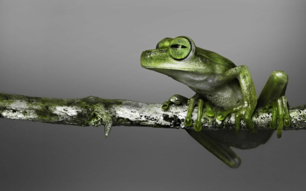 Vibrant Green Frog on Branch: Stunning 1920x1200 Wallpaper