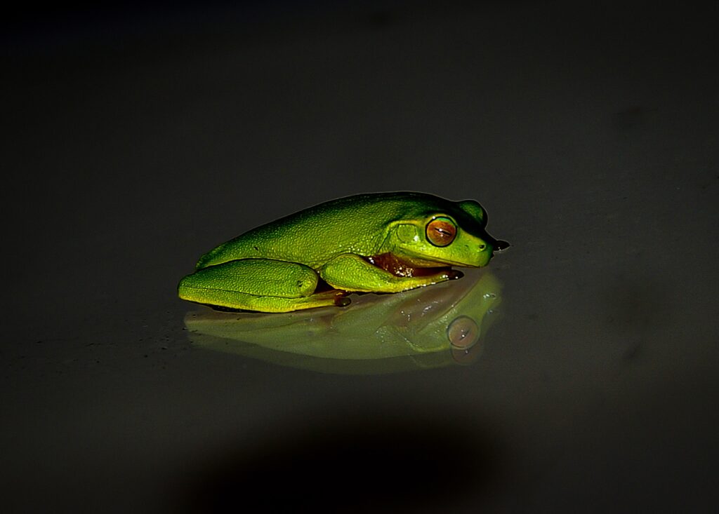 Vibrant Green Frog Wallpaper: Serenity on Dark Background