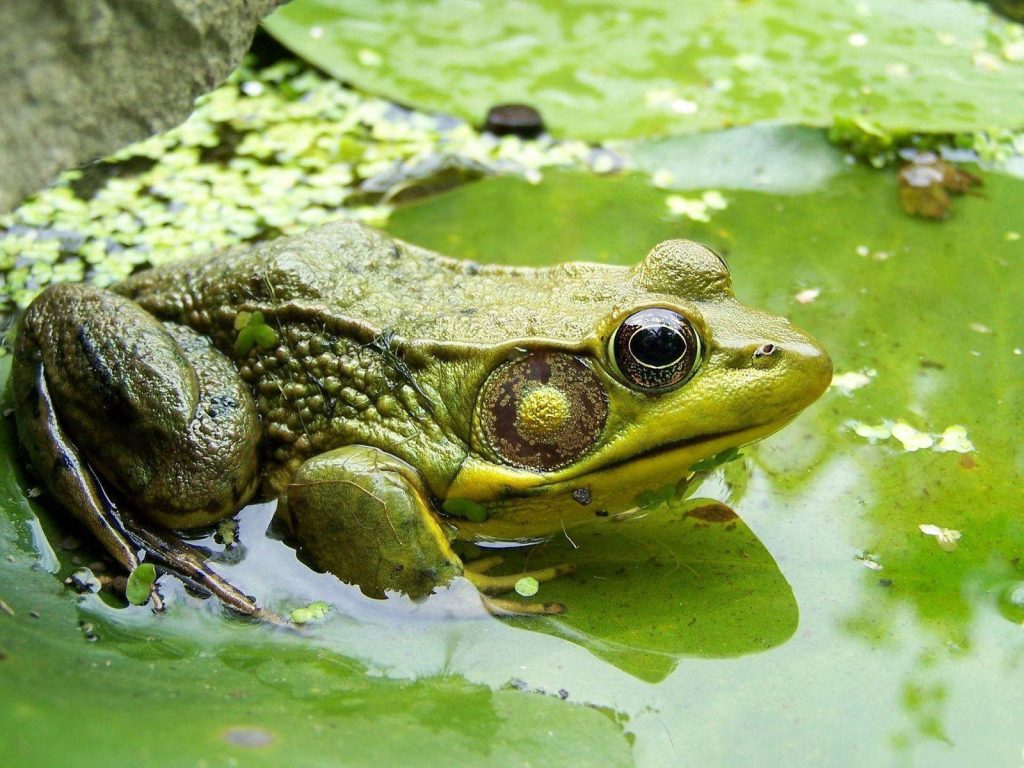 Green frog resting on lily pad in swamp macro photo vibrant nature wallpaper background