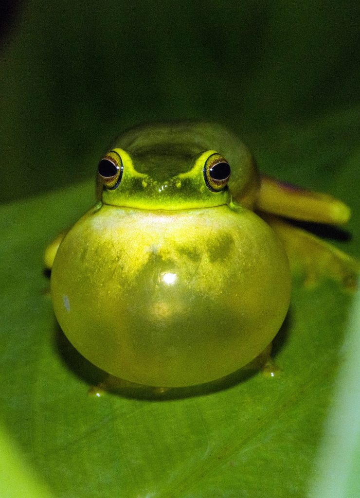 Macro shot of green frog with inflated vocal sac on leaf against dark moody nature background Wallpaper