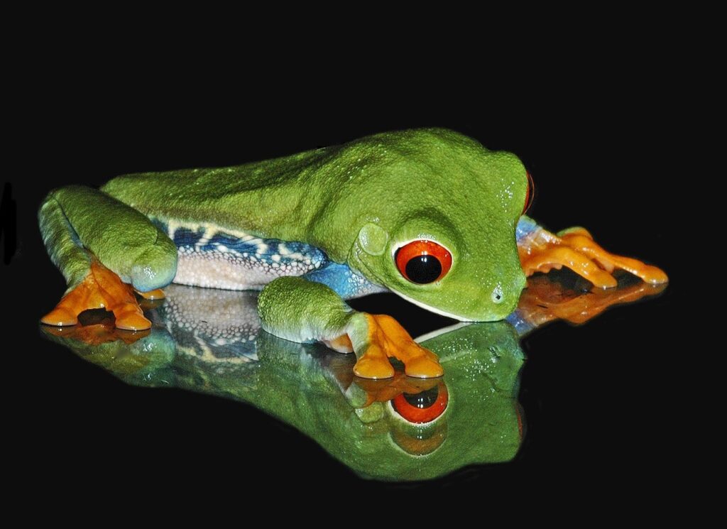 Vibrant Green Frog with Red Eyes on Reflective Dark Background Wallpaper