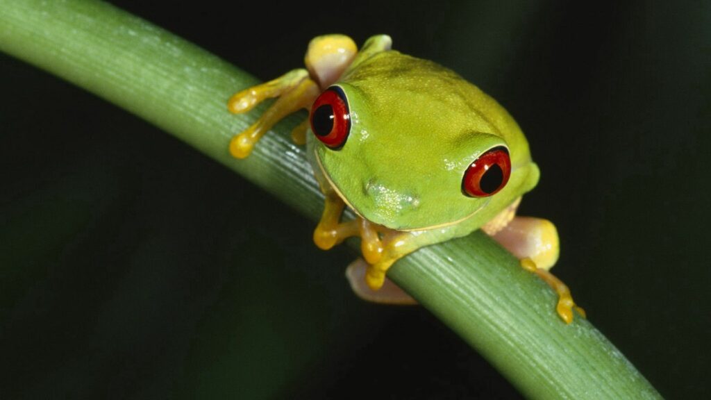 Vibrant Green Frog with Red Eyes - Lush Nature Wallpaper