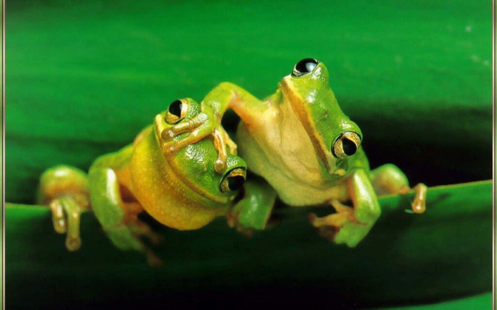 Two Green Frogs on Leaf Amidst Lush Greenery - Vivid Nature Scene Wallpaper
