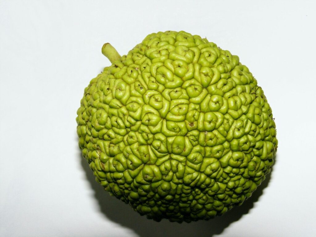 Vibrant Green Fruit Close-Up Wallpaper with Textured Detail