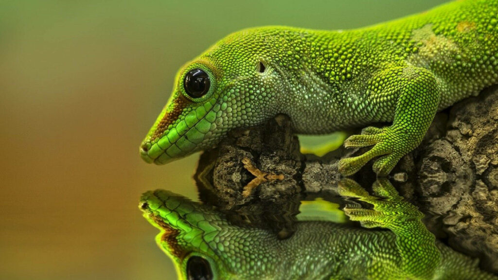 Close-Up Green Gecko Wallpaper on Textured Surface Reflection