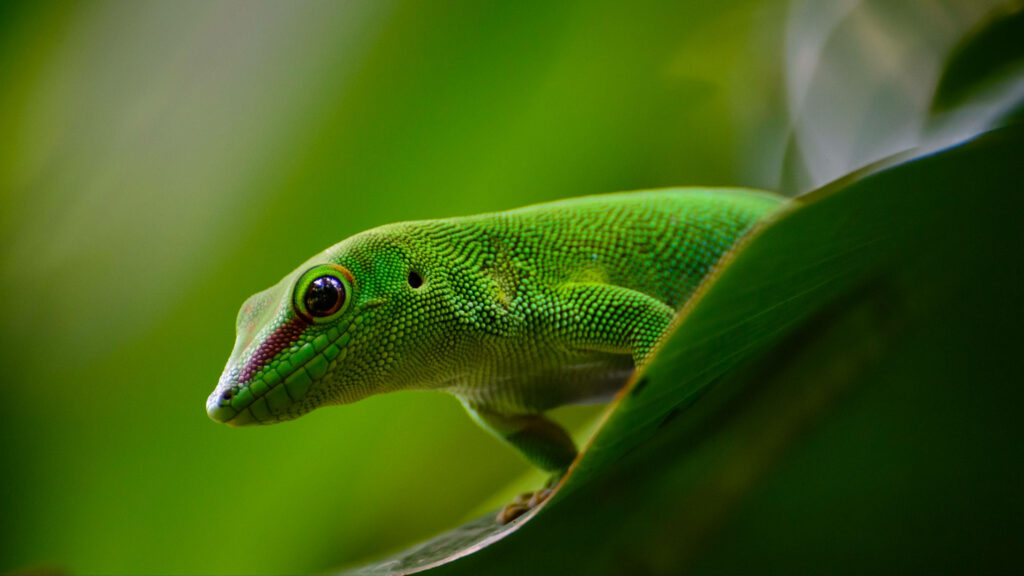 Vibrant Green Gecko on Leaf - Stunning Nature Close-Up Background Wallpaper