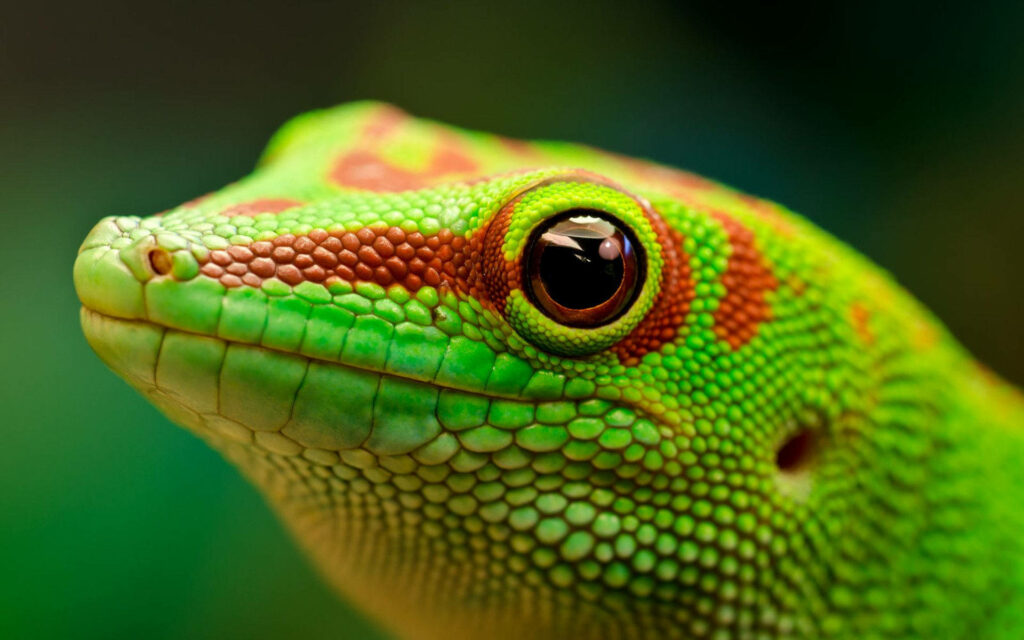 Close-up of green gecko with red spots detailed scales and sharp eye on blurred background wallpaper