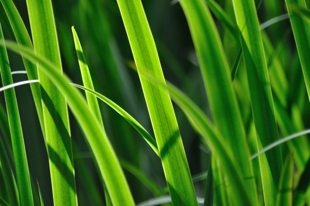 Vibrant Green Grass Macro: Rich Textures Wallpaper Background
