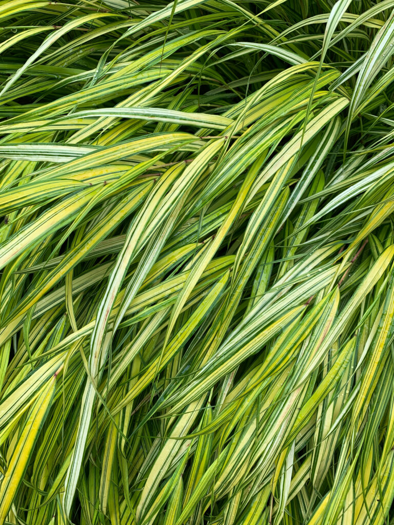 Macro View of Dewy Green Grass Blades - Vibrant Wallpaper Background