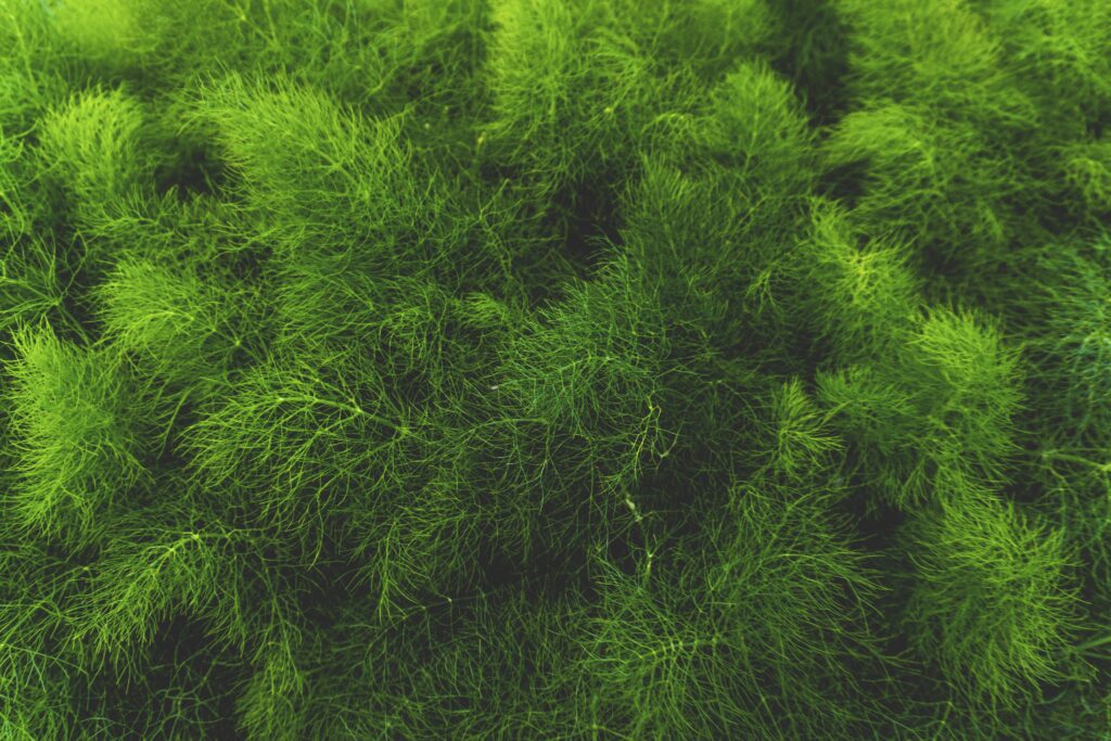Close-up of lush green grass blades with vibrant texture for a fresh natural wallpaper background