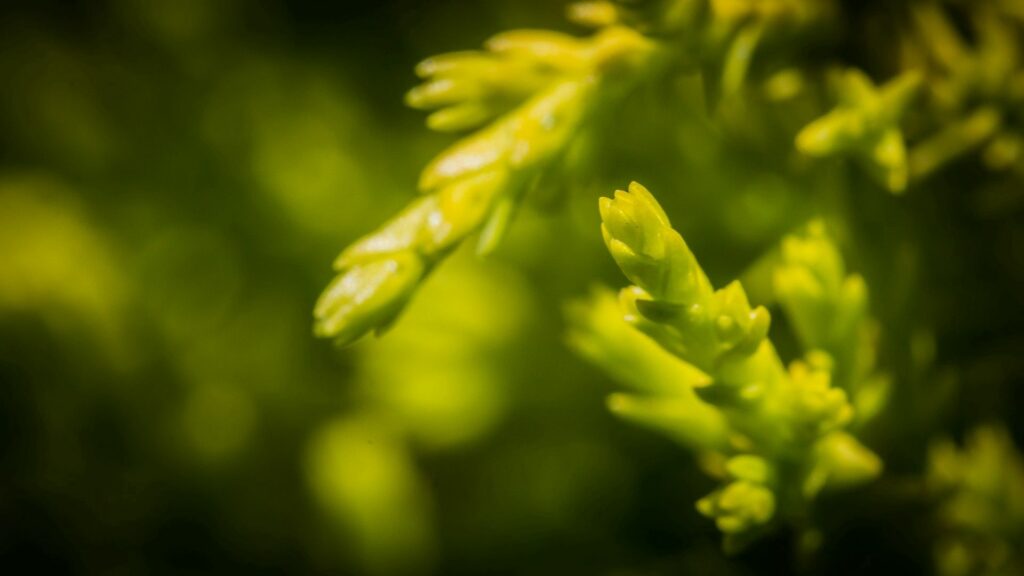Vibrant Green Grass Close-Up: Refreshing Natural Wallpaper Background