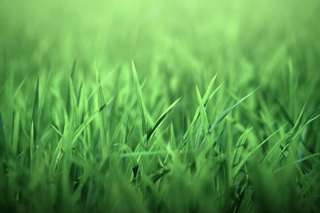 Vibrant Green Grass Field Wallpaper - Fresh Nature Background