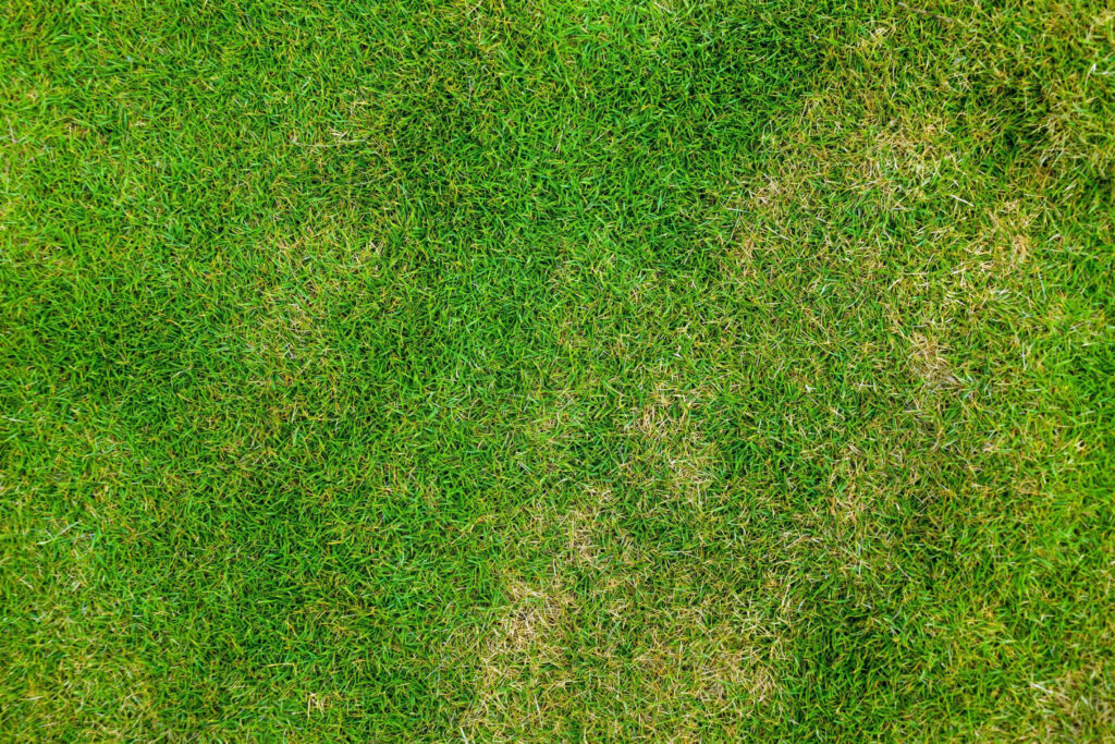Vibrant Green Grass Field Wallpaper: Serene Textures & Tones