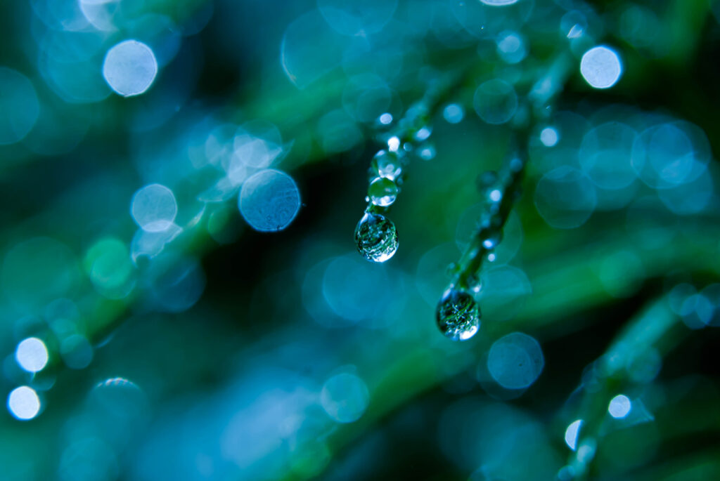 “Vibrant Green Grass with Dew Droplets - Serene Wallpaper Background”