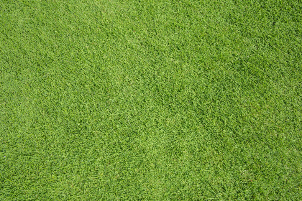 Fresh Green Grass Texture: Vibrant Lawn Pattern for Backgrounds Wallpaper