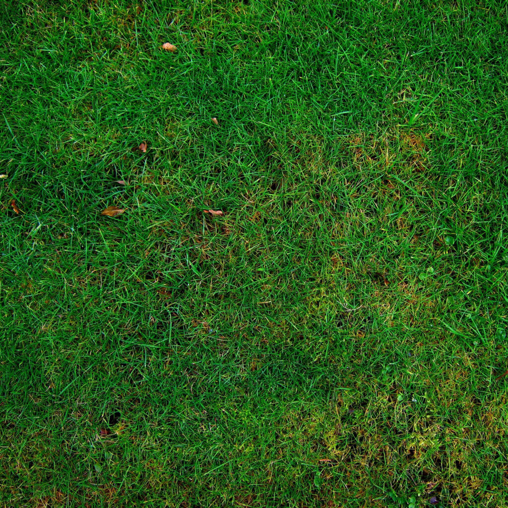 Vibrant Green Grass Texture Wallpaper - Perfect for Nature Themes
