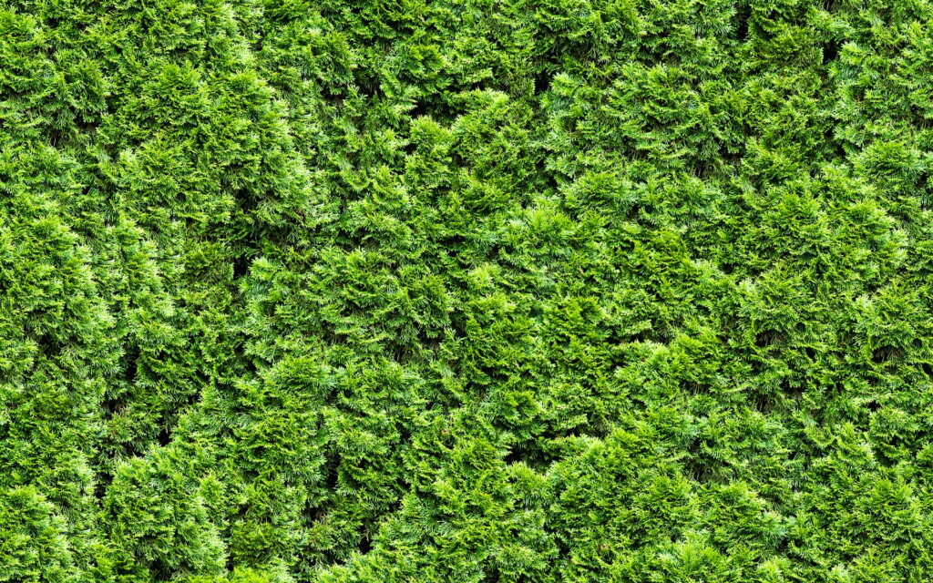 Lush Green Carpet: A Captivating HD Wallpaper with Striking Plant Textures