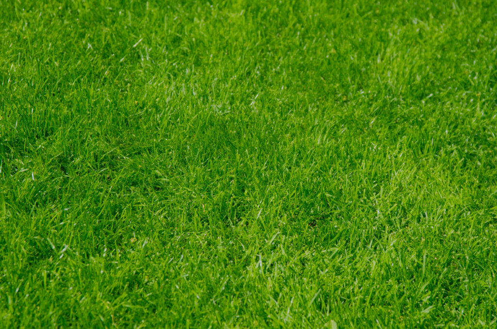 Vibrant green grass wallpaper capturing fresh summer day with natural tones and crisp texture