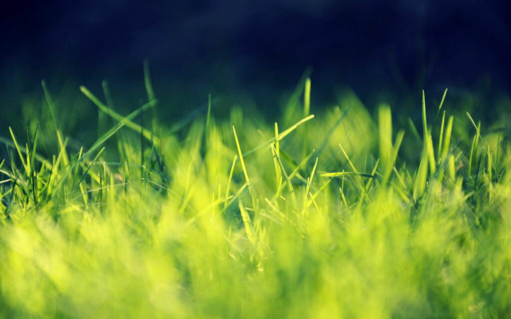 Fresh Green Grass Wallpaper: Soft Natural Light Background