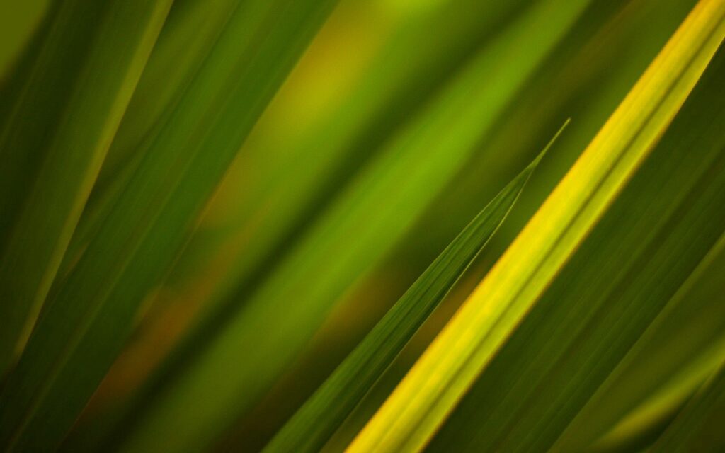 Vibrant Green Grass & Leaves Close-Up Wallpaper Background