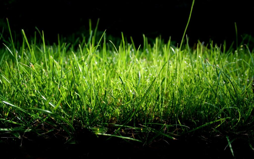 Lush Green Grass Wallpaper: Light vs. Dark Background Contrast